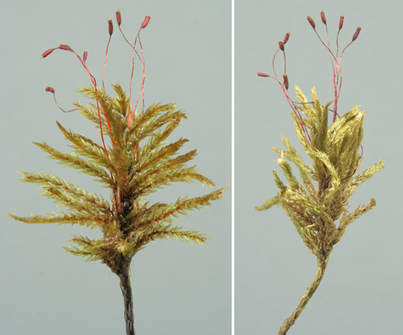 Climacium dendroides